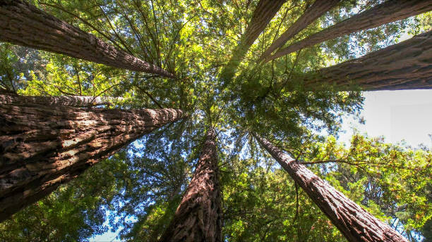  Flora Vista, NM Tree Services Pros